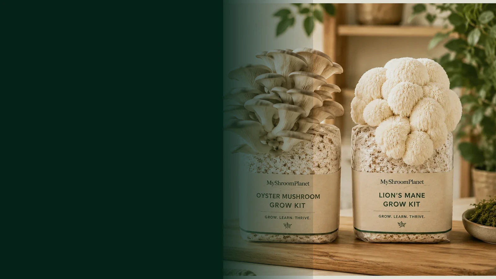beginner grow kits decision guide