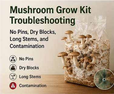 Mushroom Grow Kit Troubleshooting: No Pins, Dry Blocks, Long Stems, and Contamination