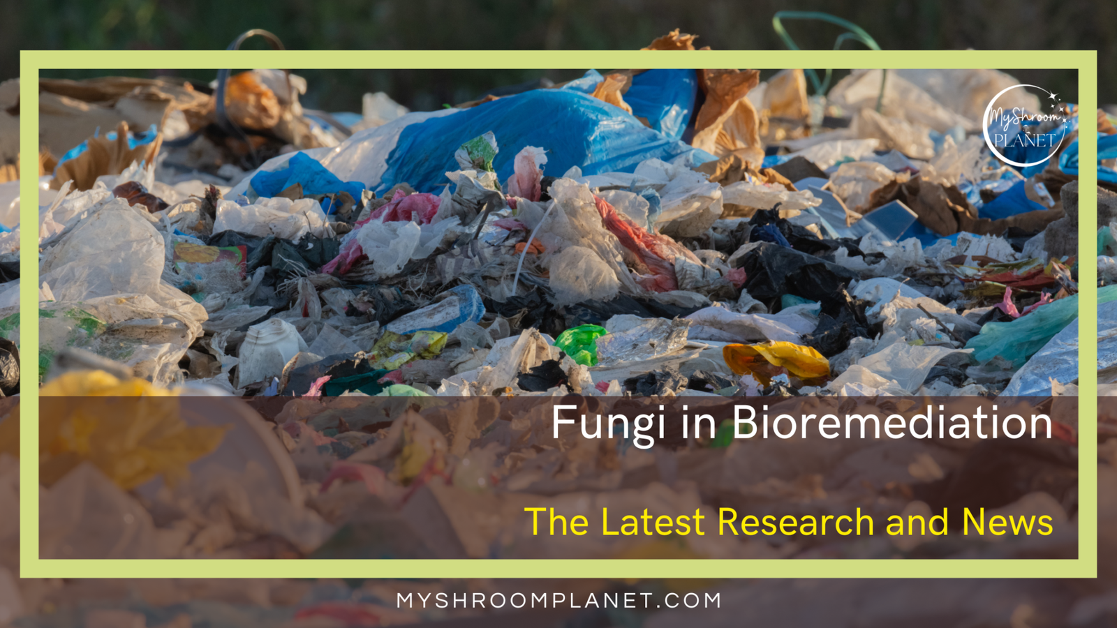 Recent Rtesearch Fungi in Bioremediation: The Latest Research and News - MyShroomPlanet.com